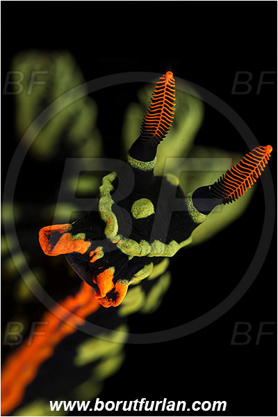 Raja Ampat, Papua, Nembrotha kubaryana, Nembrotha, Polyceridae, Polycerid nudibranch, Dusky Nembrotha, Variable neon slug, Nudibranch, Sea slug, Gastropoda, Mollusca, Mollusc, Portrait