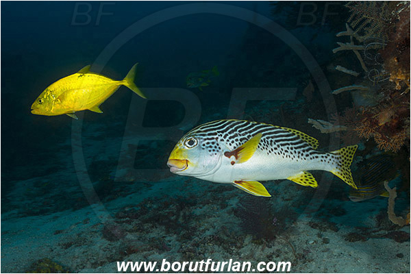 Raja Ampat, Papua, Indonesia, Carangoides bajad, Carangoides, Carangidae, Orangespotted Trevally, Trevally, Fish, Plectorhinchus lineatus, Plectorhinchus, Haemulidae, Diagonal-Banded Sweetlips, Oblique-banded Sweetlips, Sweetlips, Reef