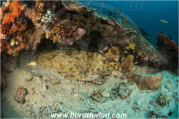 Raja Ampat, Papua, Indonesia, Eucrossorhinus dasypogon, Eucrossorhinus, Orectolobidae, Elasmobranchii, Tasselled wobbegong, Shark, Reef, Fish