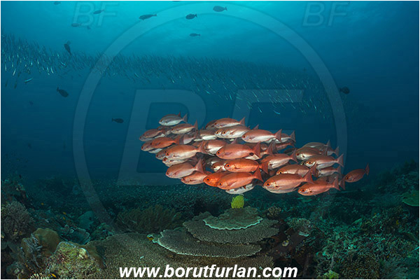 Raja Ampat, Papua, Indonesia, Pinjalo lewisi, Pinjalo, Lutjanidae, Slender pinjalo, Snapper, Fish, Fish school, Reef