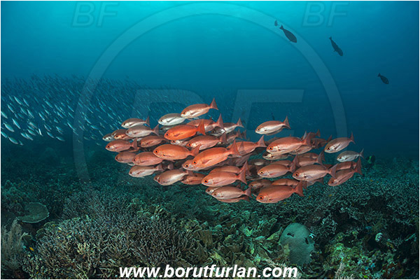 Raja Ampat, Papua, Indonesia, Pinjalo lewisi, Pinjalo, Lutjanidae, Slender pinjalo, Snapper, Fish, Fish school, Reef