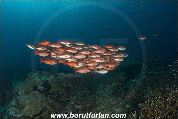Raja Ampat, Papua, Indonesia, Pinjalo lewisi, Pinjalo, Lutjanidae, Slender pinjalo, Snapper, Fish, Fish school, Reef