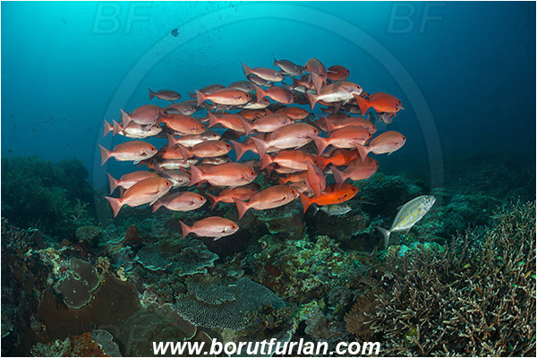 Raja Ampat, Papua, Indonesia, Pinjalo lewisi, Pinjalo, Lutjanidae, Slender pinjalo, Snapper, Fish, Fish school, Reef