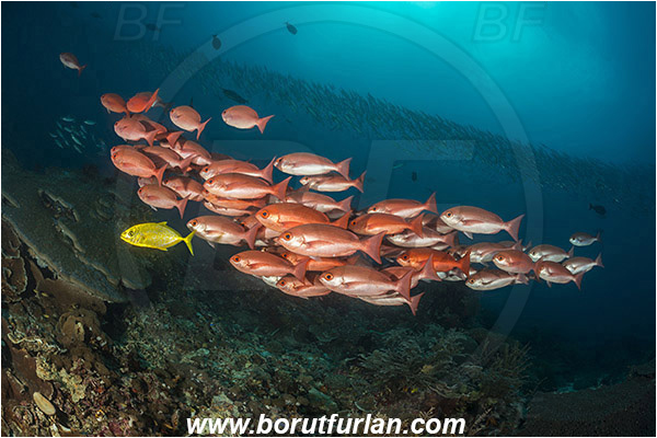 Raja Ampat, Papua, Indonesia, Pinjalo lewisi, Pinjalo, Lutjanidae, Slender pinjalo, Snapper, Fish, Fish school, Reef