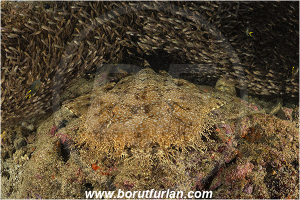 Raja Ampat, Papua, Indonesia, Eucrossorhinus dasypogon, Eucrossorhinus, Orectolobidae, Elasmobranchii, Tasselled wobbegong, Shark, Reef, Parapriacanthus ransonneti, Parapriacanthus, Pempheridae, Glassfish, Glassy sweeper, Sweeper, Fish, Fish school, Portrait