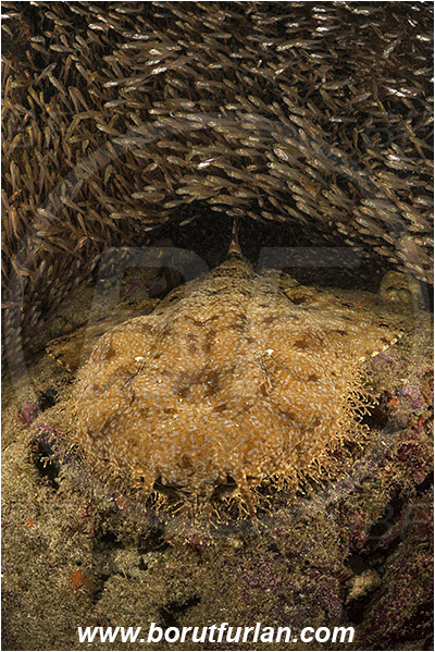 Raja Ampat, Papua, Indonesia, Eucrossorhinus dasypogon, Eucrossorhinus, Orectolobidae, Elasmobranchii, Tasselled wobbegong, Shark, Reef, Parapriacanthus ransonneti, Parapriacanthus, Pempheridae, Glassfish, Glassy sweeper, Sweeper, Fish, Fish school