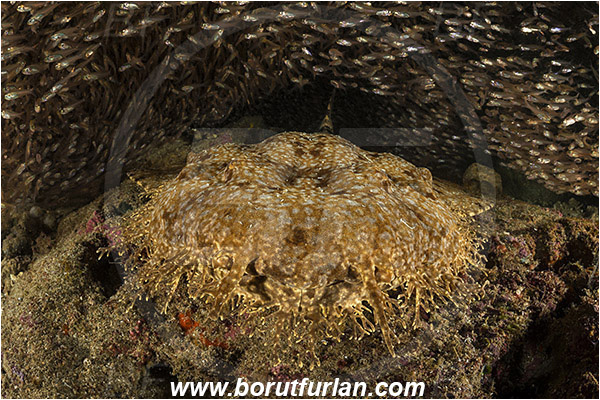 Raja Ampat, Papua, Indonesia, Eucrossorhinus dasypogon, Eucrossorhinus, Orectolobidae, Elasmobranchii, Tasselled wobbegong, Shark, Reef, Parapriacanthus ransonneti, Parapriacanthus, Pempheridae, Glassfish, Glassy sweeper, Sweeper, Fish, Fish school, Portrait