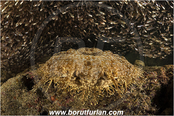 Raja Ampat, Papua, Indonesia, Eucrossorhinus dasypogon, Eucrossorhinus, Orectolobidae, Elasmobranchii, Tasselled wobbegong, Shark, Reef, Parapriacanthus ransonneti, Parapriacanthus, Pempheridae, Glassfish, Glassy sweeper, Sweeper, Fish, Fish school, Portrait