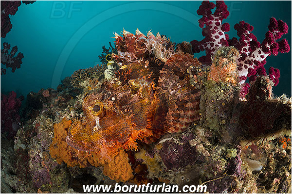 Raja Ampat, Papua, Indonesia, Scorpaenopsis oxycephala, Scorpaenopsis, Scorpaenidae, Tassled Scorpionfish, Scorpionfish, Fish, Reef