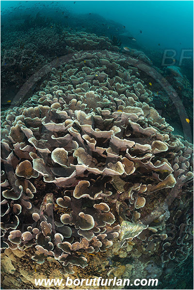 Raja Ampat, Papua, Indonesia, Mycedium umbra, Mycedium, Merulinidae, Anthozoa, Cnidaria, Cnidarian, Mycedium umbra, Green-eyed Cup Coral Coral, Reef