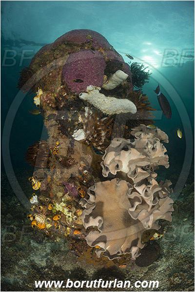 Raja Ampat, Papua, Indonesia, Sarcophyton sp., Sarcophyton, Alcyoniidae, Anthozoa, Cnidaria, Cnidarian, Mushroom Leather Coral, Leather Coral, Coral, Reef