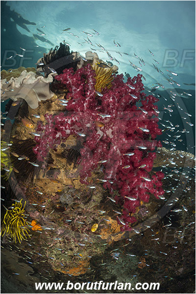 Raja Ampat, Papua, Indonesia, Dendronephthya sp., Dendronephthya, Nephtheidae, Soft coral, Coral, Anthozoa, Cnidaria, Cnidarian, Reef, Fish school
