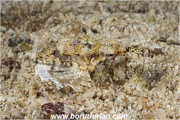 Raja Ampat, Papua, Indonesia, Eurypegasus draconis, Eurypegasus, Pegasidae, Little dragonfish, Dragonfish, Fish