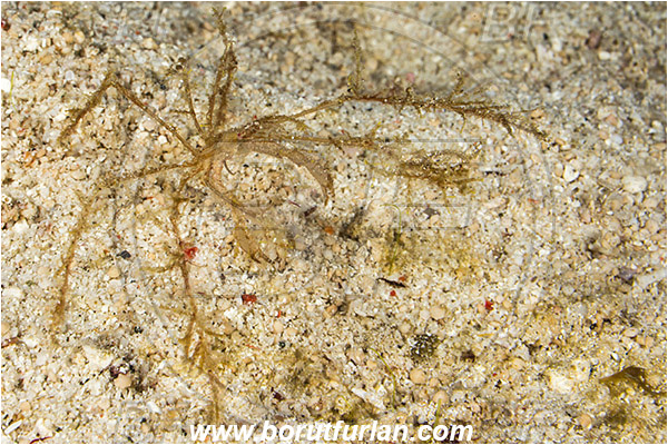 Raja Ampat, Papua, Indonesia, Achaeus spinosus, Inachidae, Decapoda, Crustacea, Crustacean, Spider Crab, Crab
