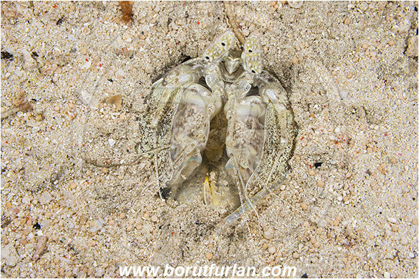 Raja Ampat, Papua, Indonesia, Lysiosquillina maculata, Lysiosquillina, Lysiosquillidae, Crustacea, Crustacean, Stomatopoda, Stomatopod, Zebra Mantis Shrimp, Mantis Shrimp