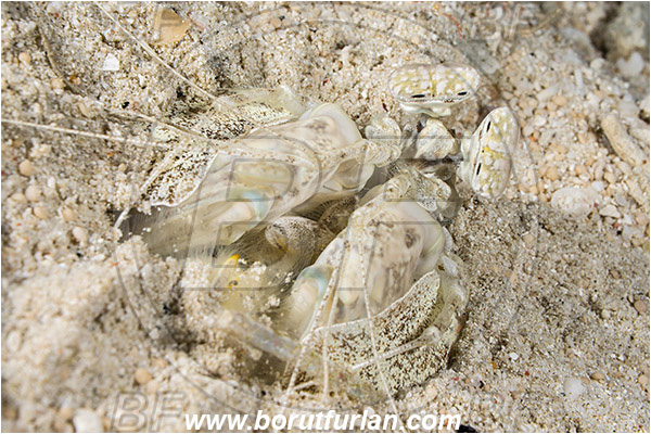 Raja Ampat, Papua, Indonesia, Lysiosquillina maculata, Lysiosquillina, Lysiosquillidae, Crustacea, Crustacean, Stomatopoda, Stomatopod, Zebra Mantis Shrimp, Mantis Shrimp