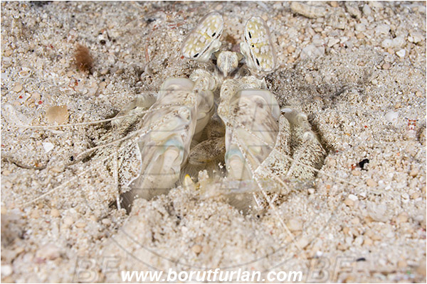 Raja Ampat, Papua, Indonesia, Lysiosquillina maculata, Lysiosquillina, Lysiosquillidae, Crustacea, Crustacean, Stomatopoda, Stomatopod, Zebra Mantis Shrimp, Mantis Shrimp