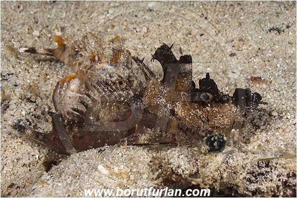 Raja Ampat, Papua, Indonesia, Inimicus didactylus, Inimicus, Synanceiidae, Demon Stinger, Scorpionfish, Fish