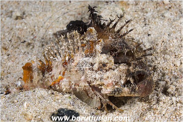 Raja Ampat, Papua, Indonesia, Inimicus didactylus, Inimicus, Synanceiidae, Demon Stinger, Scorpionfish, Fish