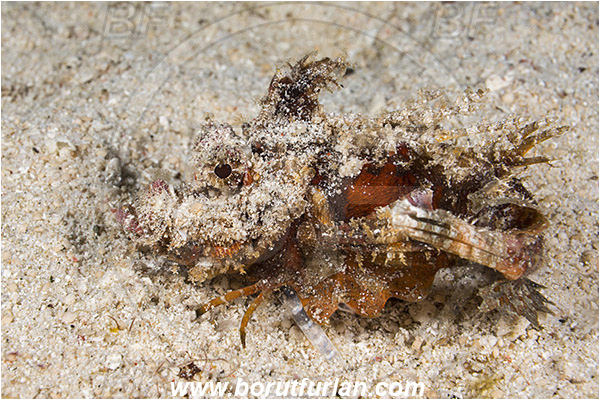 Raja Ampat, Papua, Indonesia, Inimicus didactylus, Inimicus, Synanceiidae, Demon Stinger, Scorpionfish, Fish