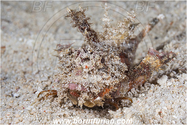 Raja Ampat, Papua, Indonesia, Inimicus didactylus, Inimicus, Synanceiidae, Demon Stinger, Scorpionfish, Fish, Portrait