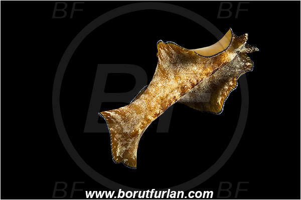 Raja Ampat, Papua, Indonesia, Pseudoceros sp., Pseudoceros, Pseudocerotidae, Flatworm, Platyhelminthes