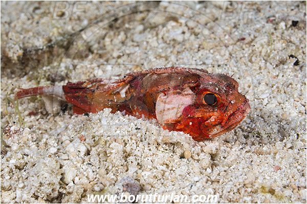 Raja Ampat, Papua, Indonesia, Scorpaenodes varipinnis, Scorpaenodes, Scorpaenidae, Blotchfin scorpionfish, Scorpionfish, Fish