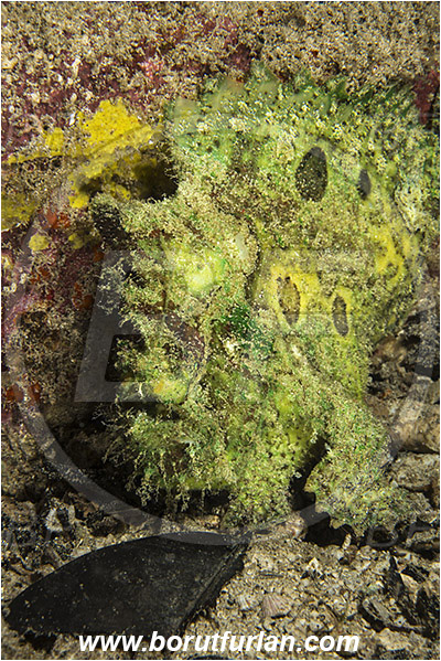 Raja Ampat, Papua, Indonesia, Lophiocharon trisignatus, Lophiocharon, Antennariidae, Three-spot frogfish, Frogfish, Fish