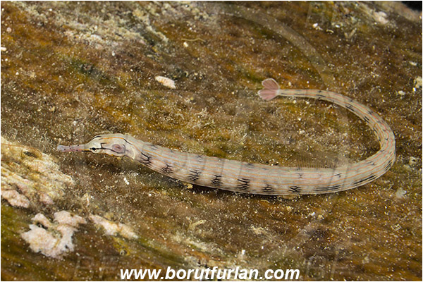 Raja Ampat, Papua, Indonesia, Corythoichthys haematopterus, Corythoichthys, Syngnathidae, Messmate Pipefish, Pipefish, Fish