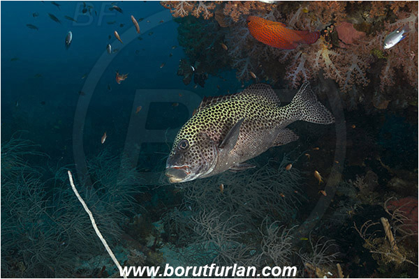 Raja Ampat, Papua, Indonesia, Plectorhinchus chaetodonoides, Plectorhinchus, Haemulidae, Harlequin sweetlips, Sweetlips, Fish, Reef