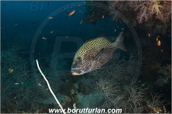 Raja Ampat, Papua, Indonesia, Plectorhinchus chaetodonoides, Plectorhinchus, Haemulidae, Harlequin sweetlips, Sweetlips, Fish, Reef