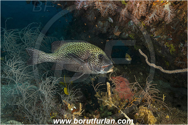 Raja Ampat, Papua, Indonesia, Plectorhinchus chaetodonoides, Plectorhinchus, Haemulidae, Harlequin sweetlips, Sweetlips, Fish, Reef