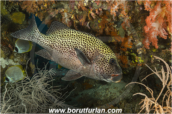 Raja Ampat, Papua, Indonesia, Plectorhinchus chaetodonoides, Plectorhinchus, Haemulidae, Harlequin sweetlips, Sweetlips, Fish