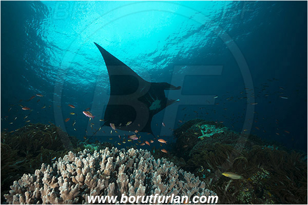 Raja Ampat, Papua, Indonesia, Mobula birostris, Mobula, Myliobatidae, Elasmobranchii, Giant Manta, Manta, Reef, Cleaning, Fish