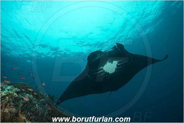 Raja Ampat, Papua, Indonesia, Mobula birostris, Mobula, Myliobatidae, Elasmobranchii, Giant Manta, Manta, Reef, Cleaning, Fish