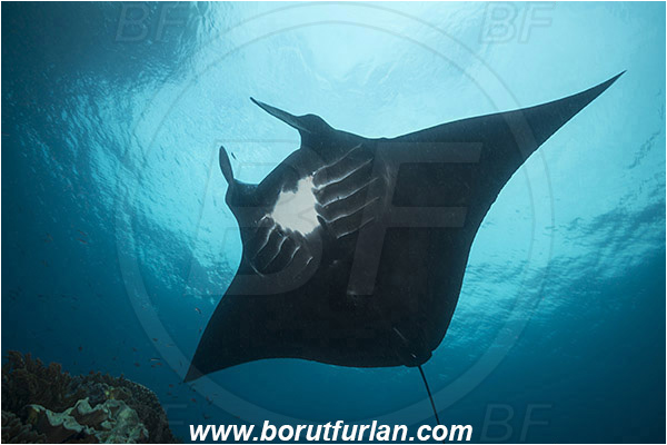 Raja Ampat, Papua, Indonesia, Mobula birostris, Mobula, Myliobatidae, Elasmobranchii, Giant Manta, Manta, Reef, Cleaning, Fish