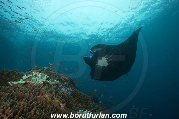 Raja Ampat, Papua, Indonesia, Mobula birostris, Mobula, Myliobatidae, Elasmobranchii, Giant Manta, Manta, Reef, Cleaning, Fish