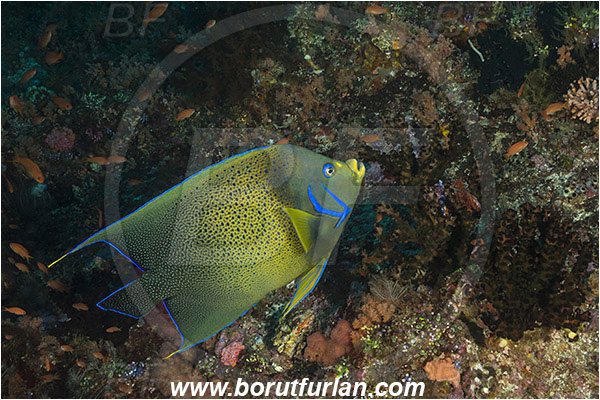 Raja Ampat, Papua, Indonesia, Pomacanthus semicirculatus, Pomacanthus, Pomacanthidae, Semicircle Angelfish, Koran angelfish, Angelfish, Fish