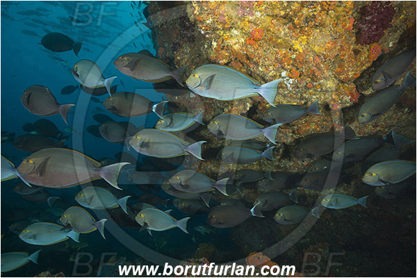 Raja Ampat, Papua, Indonesia, Acanthurus xanthopterus, Acanthurus, Acanthuridae, Yellowfin Surgeonfish, Surgeonfish, Fish, Fish school, Reef