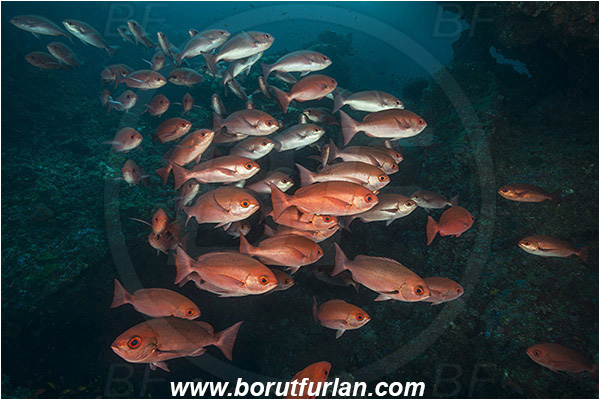 Raja Ampat, Papua, Indonesia, Pinjalo lewisi, Pinjalo, Lutjanidae, Slender pinjalo, Snapper, Fish, Fish school, Reef