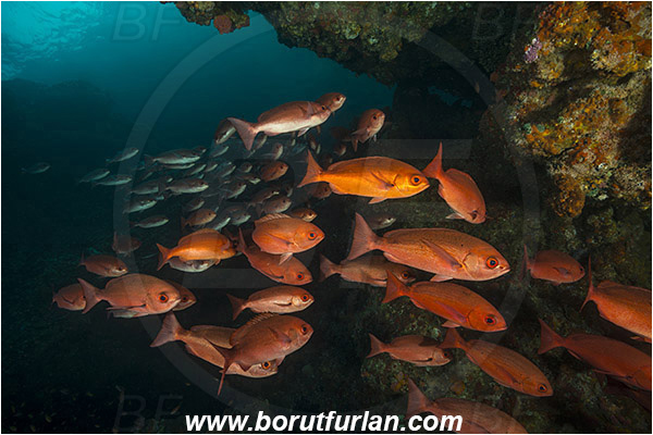 Raja Ampat, Papua, Indonesia, Pinjalo lewisi, Pinjalo, Lutjanidae, Slender pinjalo, Snapper, Fish, Fish school, Reef