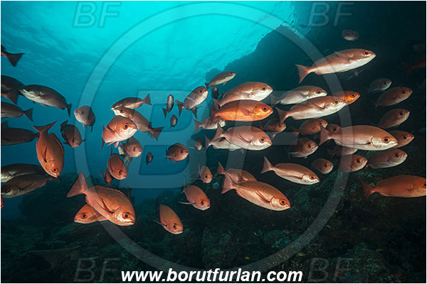 Raja Ampat, Papua, Indonesia, Pinjalo lewisi, Pinjalo, Lutjanidae, Slender pinjalo, Snapper, Fish, Fish school, Reef