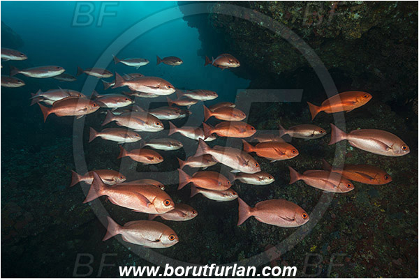 Raja Ampat, Papua, Indonesia, Pinjalo lewisi, Pinjalo, Lutjanidae, Slender pinjalo, Snapper, Fish, Fish school, Reef
