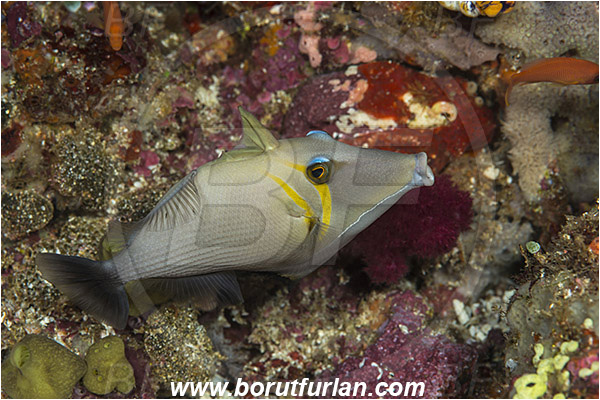 Raja Ampat, Papua, Indonesia, Sufflamen bursa, Sufflamen, Balistidae, Boomerang triggerfish, Pallid Triggerfish, Triggerfish, Fish