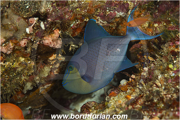 Raja Ampat, Papua, Indonesia, Odonus niger, Odonus, Balistidae, Red-toothed Triggerfish, Triggerfish, Fish