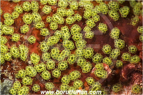 Raja Ampat, Papua, Indonesia, Colony of Tunicates, Ascidiacea, Tunicata, Tunicate, Unidentified