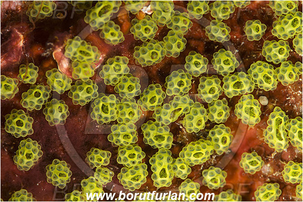Raja Ampat, Papua, Indonesia, Colony of Tunicates, Ascidiacea, Tunicata, Tunicate, Unidentified