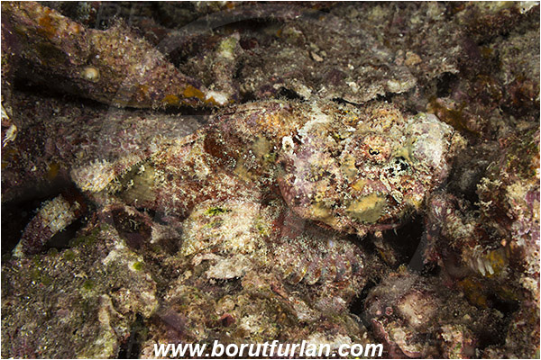 Raja Ampat, Papua, Indonesia, Scorpaenopsis diabolus, Scorpaenopsis, Scorpaenidae, False Stonefish, Scorpionfish, Fish