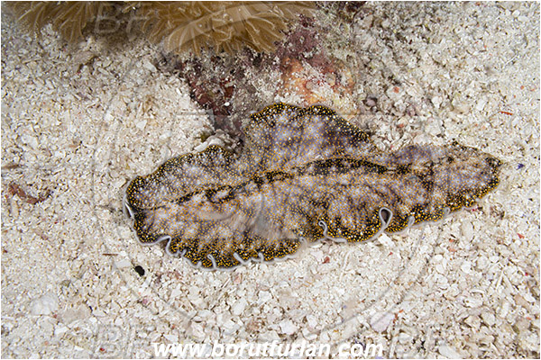 Raja Ampat, Papua, Indonesia, Thysanozoon nigropapillosum, Thysanozoon, Pseudocerotidae, Gold-dotted Flatworm, Flatworm, Platyhelminthes