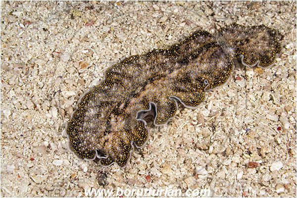 Raja Ampat, Papua, Indonesia, Thysanozoon nigropapillosum, Thysanozoon, Pseudocerotidae, Gold-dotted Flatworm, Flatworm, Platyhelminthes